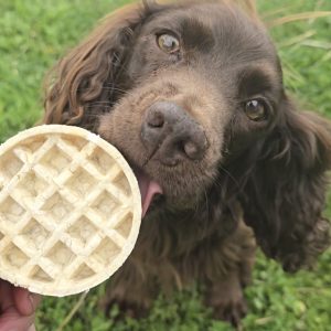 Collagen Waffle Small