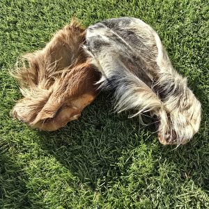 Hairy Cow Ear
