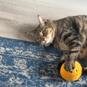 Orange Plush