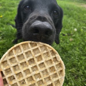 Collagen Waffle Large