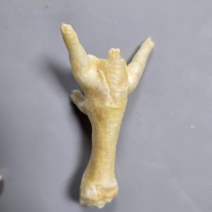 Puffed chicken Foot Wonky
