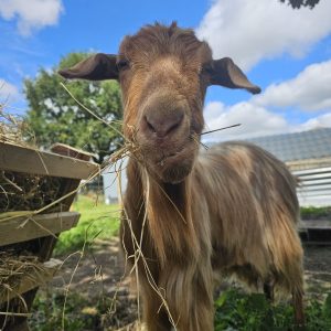 Equine & Farm Animal