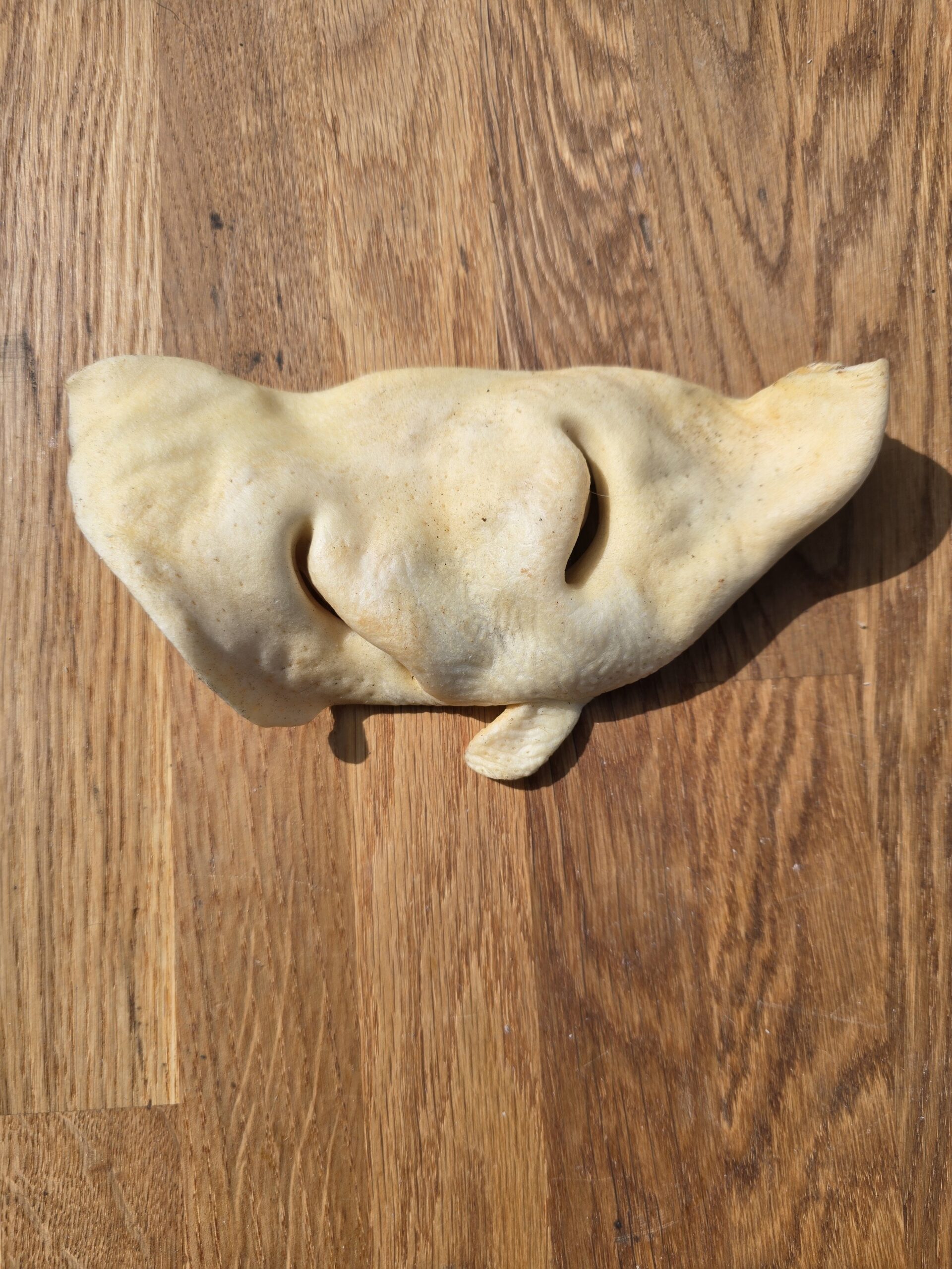 Bully snout