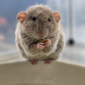 Rats