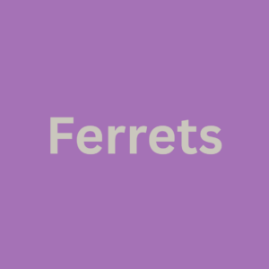 Ferrets