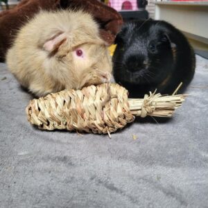 Guinea Pigs